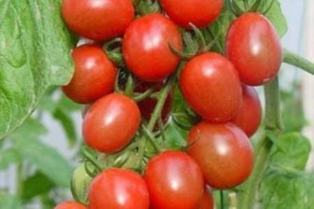 小番茄种植时间和方法图片