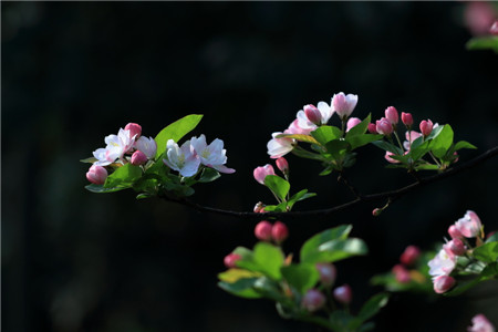 海棠花叶发黄不长是什么原因