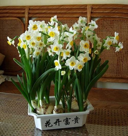 水仙开花后怎么处理好