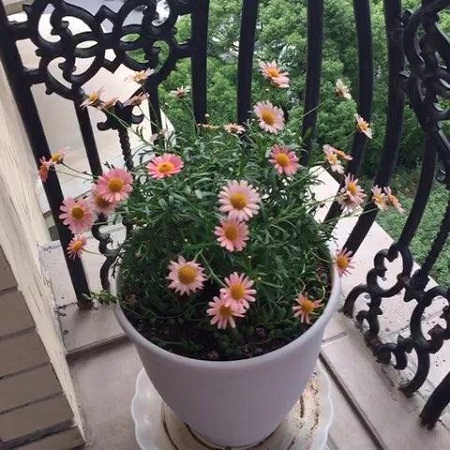 玛格丽特花冬天怎么过冬