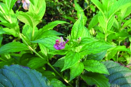 海仙花花语是什么