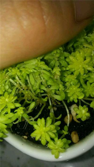 黄金万年草生虫怎么办