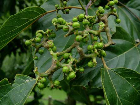 枳椇的果实肉质多汁、味甜可食