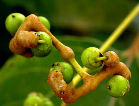 枳椇的果实肉质多汁、味甜可食