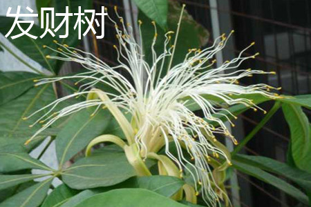 鹅掌柴和发财树哪个值钱