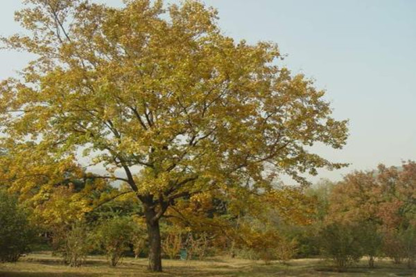 银荆怎么播种(银荆怎么播种出来)