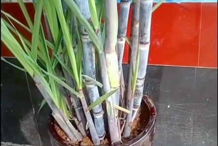 甘蔗栽植种植技术