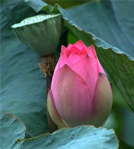 荷花的种植及其注意事项是什么