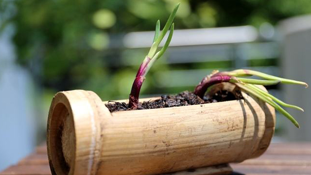 洋葱怎么种植(水培洋葱怎么种植)