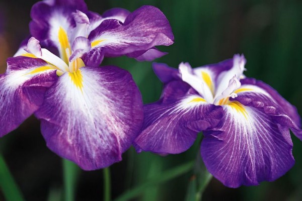 紫罗兰可以放卧室吗(紫罗兰放在室内好不好)