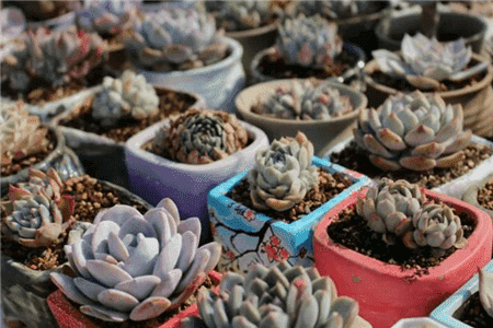 绿萝窜上墙多肉胖成球栀子开满枝服了！(绿萝想上墙)