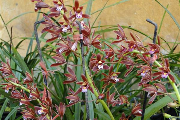 斑舌兰的文化形态(斑兰草百科)