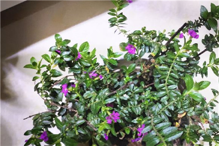 紫萼距花修剪视频