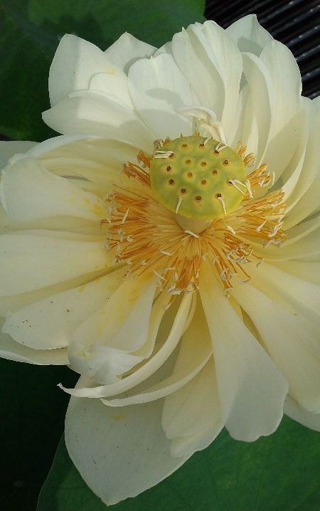 荷花的种植及其注意事项是什么