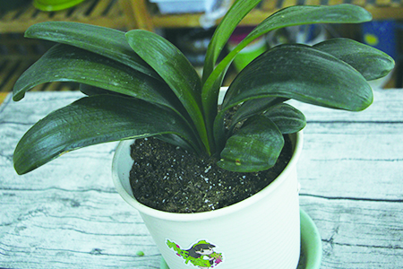 君子兰小苗怎么养护和浇水