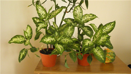 花叶万年青的常见养护问题及答案
