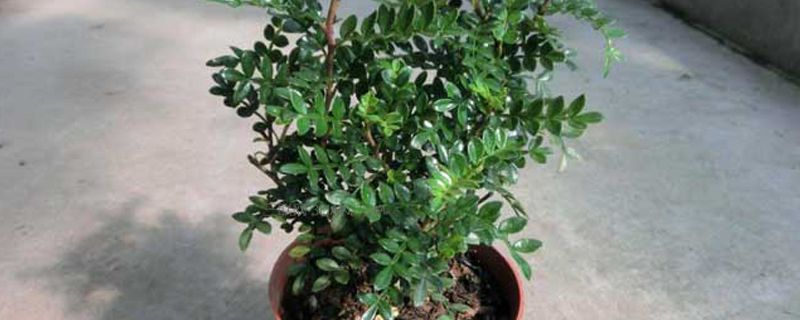 适合放在卫生间的植物适合放在厨房的植物(厨房卫生间适合放什么植物)