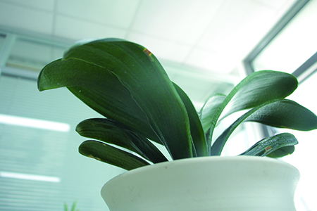 君子兰小苗怎么养护和浇水