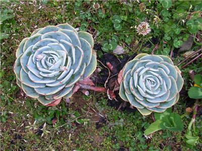 蓝石莲的功效与作用