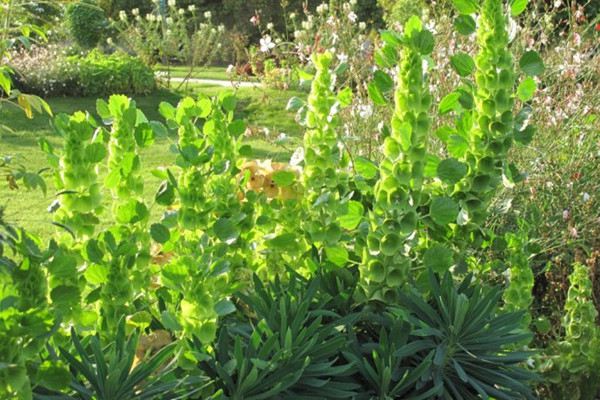 贝壳花花期(贝壳花的养殖方法和注意事项)