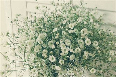 满天星为什么不会枯萎