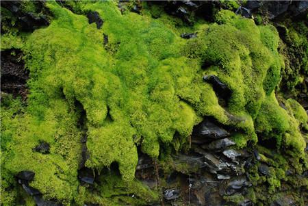 苔藓盆景保湿罩图片