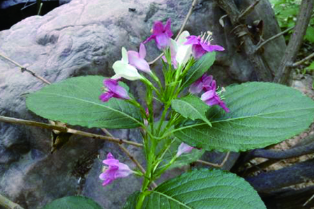 海仙花花语是什么