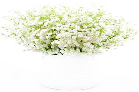 满天星为什么不会枯萎