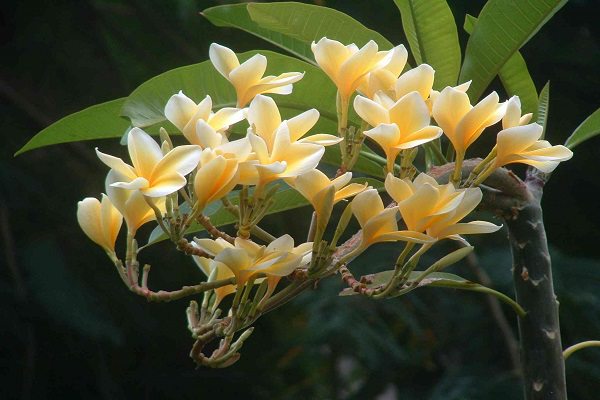 鸡蛋花掉叶子怎么办(鸡蛋花落叶后还会长新叶吗)