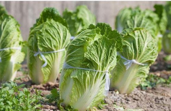 种白菜需要干什么