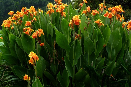 美人蕉适合在室内养吗风水好吗