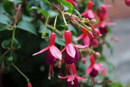 倒挂金钟适合卧室养吗