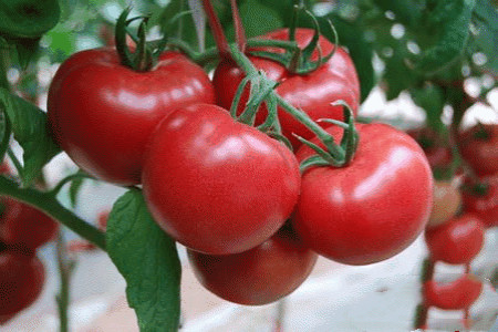 小番茄种植时间和方法图片