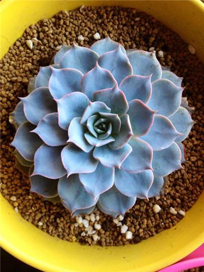 蓝石莲的功效与作用