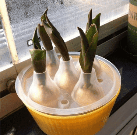 郁金香水培视频教程