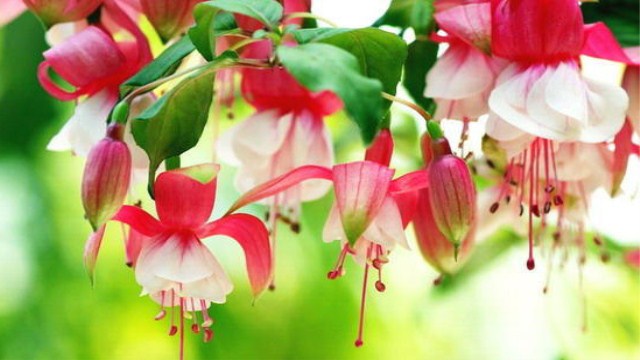 倒挂金钟在卧室能养吗(倒挂金钟适合卧室养吗)