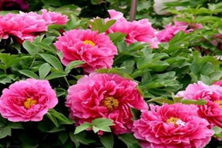 牡丹花怎么换盆视频