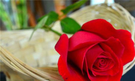 真正的玫瑰有几种
