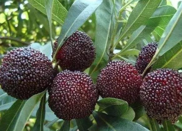 什么人不适合吃杨梅