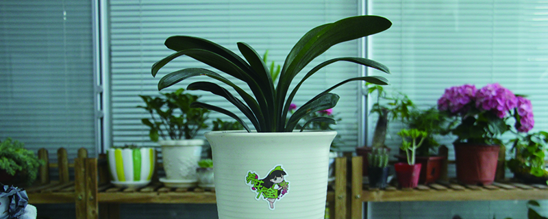 君子兰小苗怎么养(君子兰小苗怎么养护和浇水)