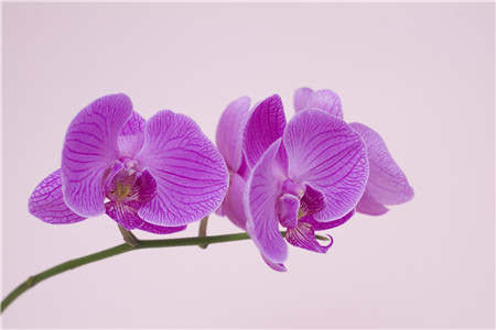 蝴蝶兰一年开几次花开完花怎样处理