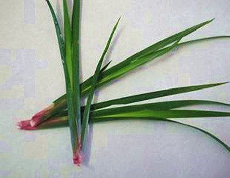 香茅的功效作用与主治