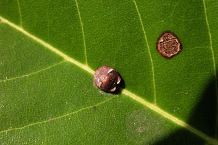 圆叶竹芋生虫了怎么办常见的虫害防治用什么药