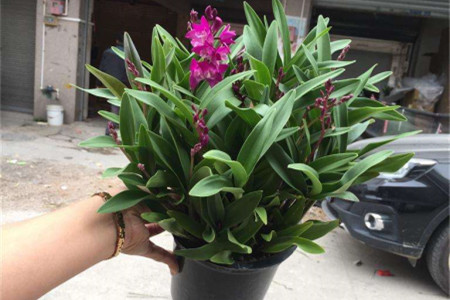 香水石斛兰怎么养开花才多