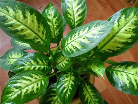 花叶万年青的常见养护问题(花叶万年青的常见养护问题及答案)
