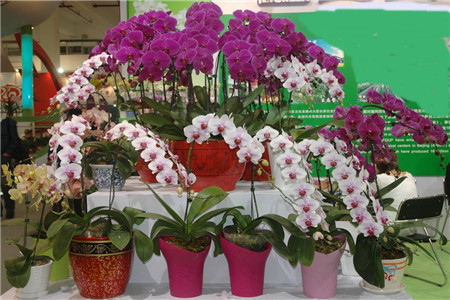 蝴蝶兰一年开几次花开完花怎样处理