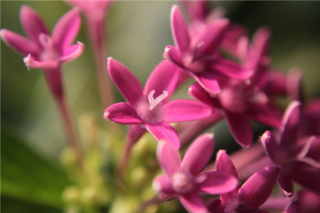 繁星花和仙丹花一样吗