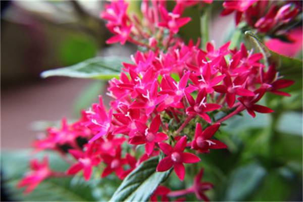 繁星花和仙丹花(繁星花和仙丹花一样吗)