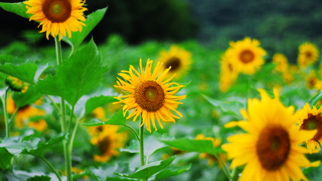 代表勇气和坚强的植物有哪些(坚韧勇敢的植物)