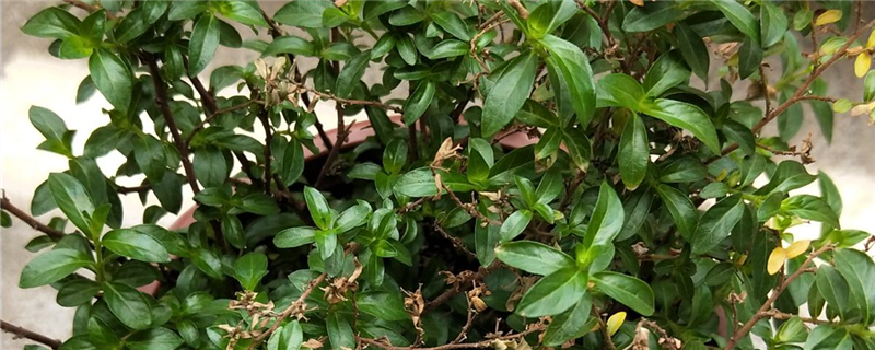 紫萼距花叶子发黄怎么办补救处理方法黄叶枯萎的原因(紫萼距花修剪视频)